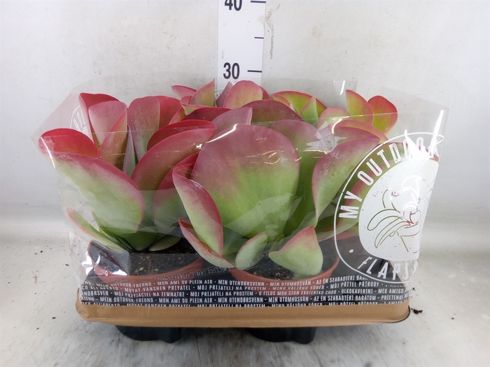 <h4>Kalanchoe NF thyrsiflora</h4>