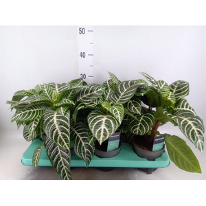 Aphelandra squar.