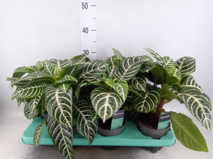 <h4>Aphelandra squar.</h4>