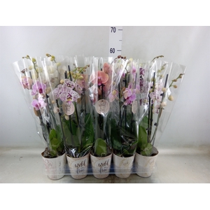 Phalaenopsis   ...