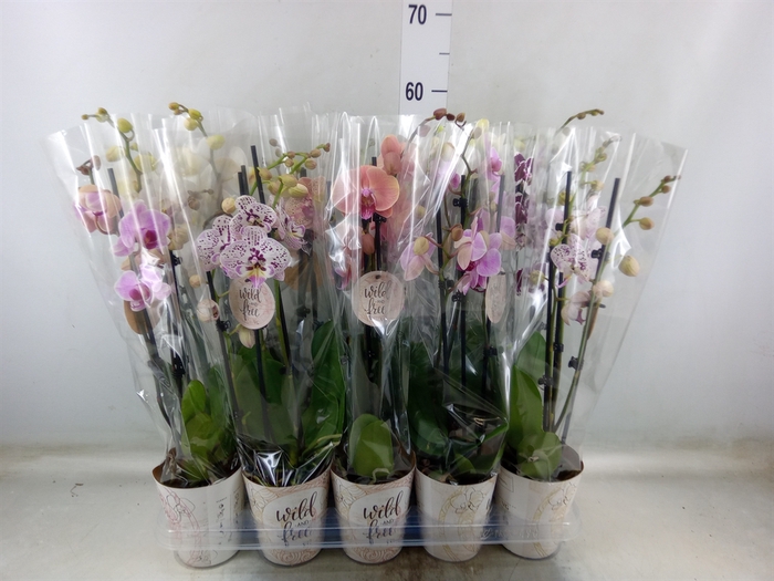 <h4>Phalaenopsis   ...</h4>