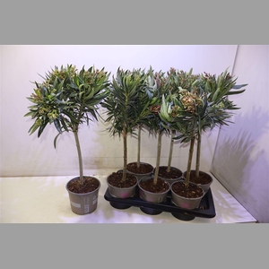 Nerium Oleander Ov Op Stam Mixtray