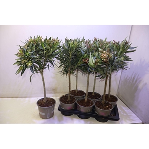 arr8 Nerium Oleander Ov Op Stam Mixtray