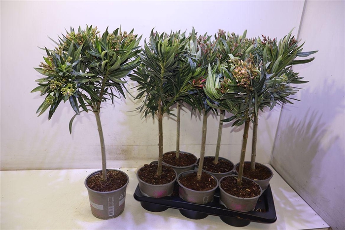 <h4>Nerium Oleander Ov Op Stam Mixtray</h4>