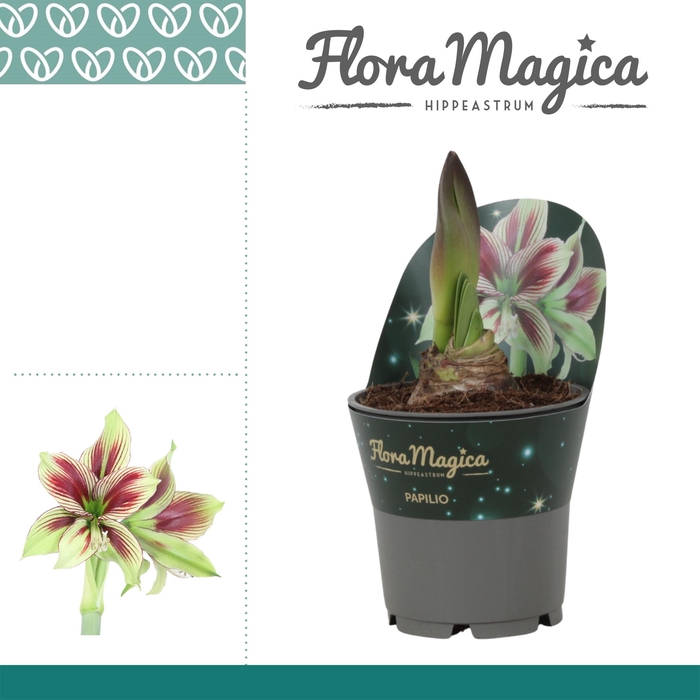 <h4>Amaryllis Papilio in Potkraag</h4>