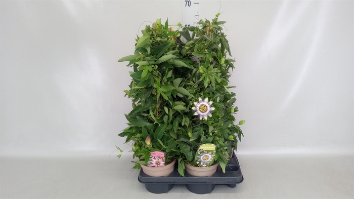 <h4>Passiflora caerul.</h4>