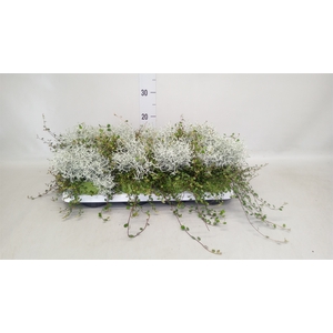Leucophyta brownii