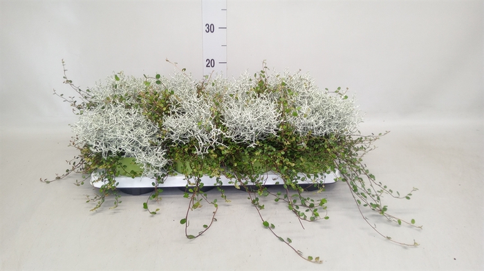 <h4>Leucophyta brownii</h4>