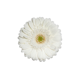 GERBERA CASABLANCA < 050 CM > 10 CM DIAM