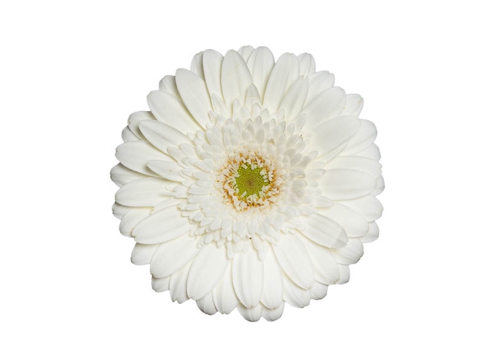 <h4>GERBERA CASABLANCA < 050 CM > 10 CM DIAM</h4>