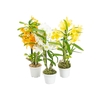 DENDROBIUM NOBILY P07 VARIADO