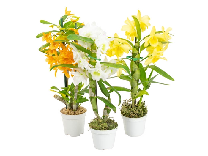 DENDROBIUM NOBILY P07 VARIADO