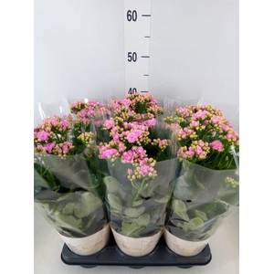 Kalanchoe  'RoseFlow Graceful Pink'