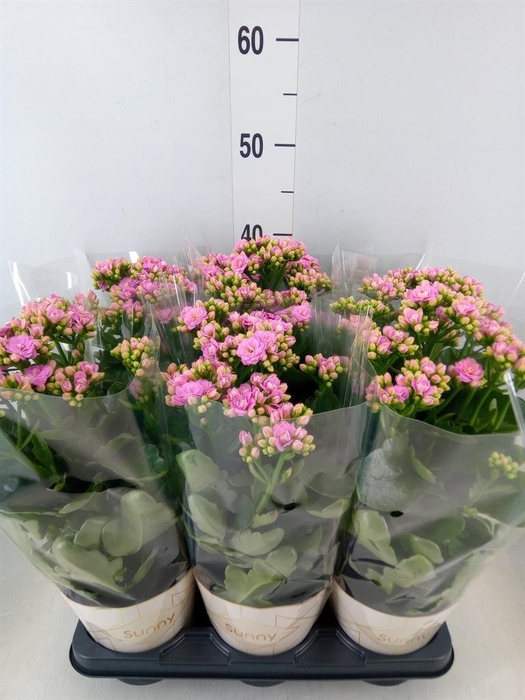 <h4>Kalanchoe  'RoseFlow Graceful Pink'</h4>