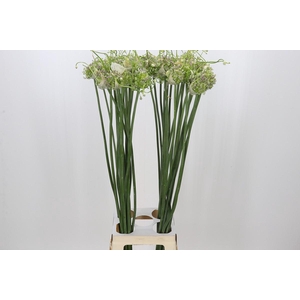 Allium Green Drops