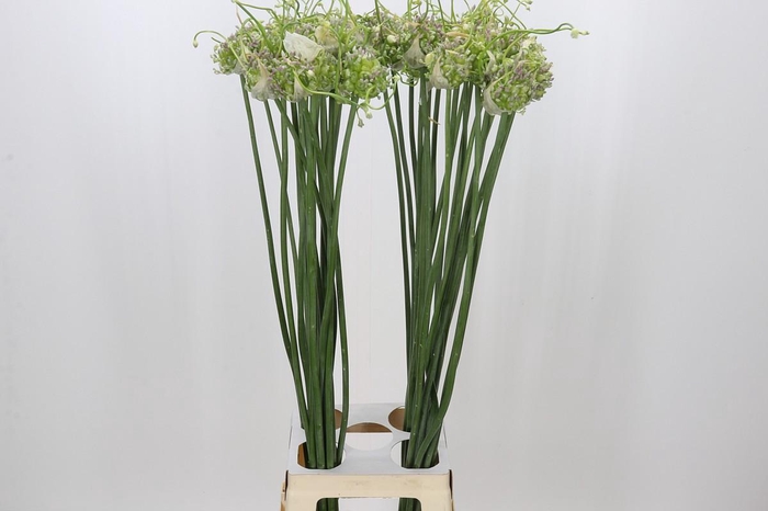 <h4>Allium Green Drops</h4>