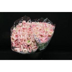 RANUNCULUS  'SUCCESS HANOI' CLONI