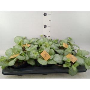 Episcia   ...