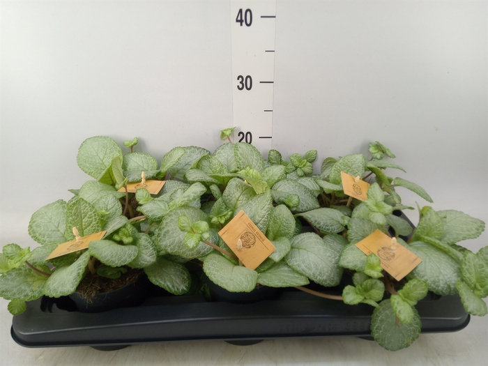 <h4>Episcia   ...</h4>