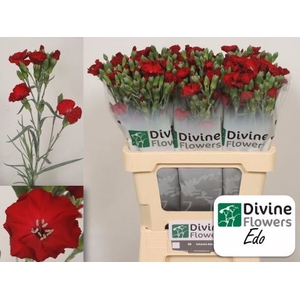 Dianthus TR 'Solomio Edo'