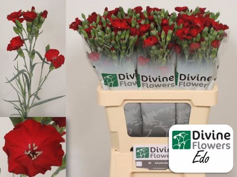 <h4>Dianthus TR 'Solomio Edo'</h4>