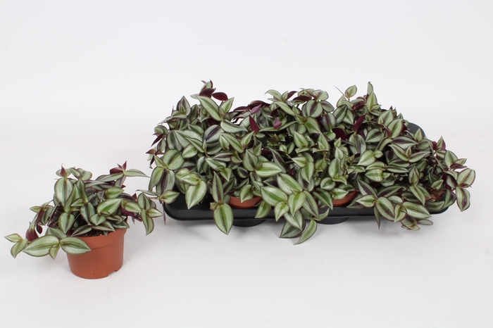 <h4>TRAD ZE VIOLET HILL</h4>