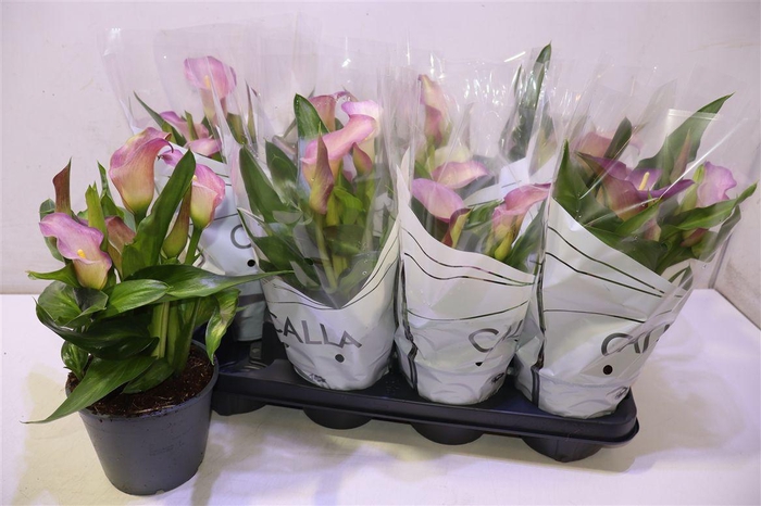 <h4>arr8 Zant Capt Marrero</h4>