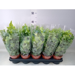 Phlebodium aureum 'Davana'