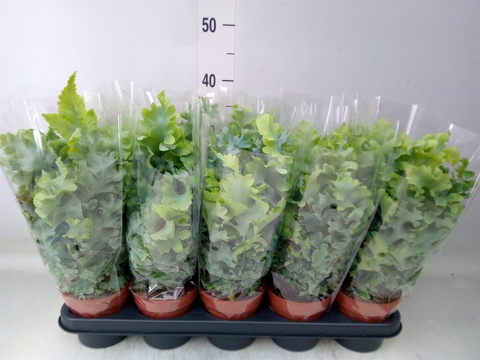 <h4>Phlebodium aureum 'Davana'</h4>