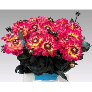 Dahlia Dancing Don