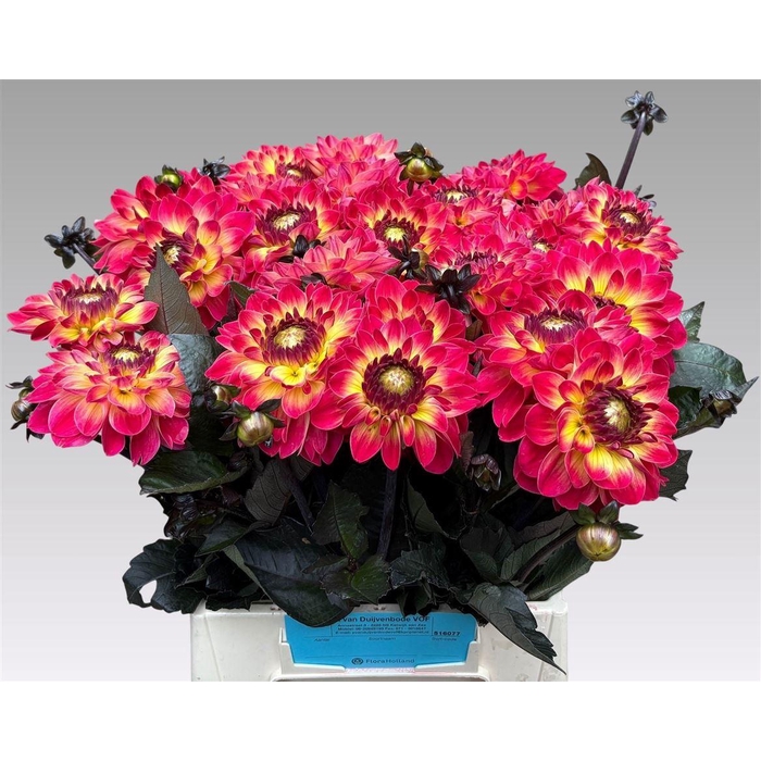 <h4>Dahlia Dancing Don</h4>