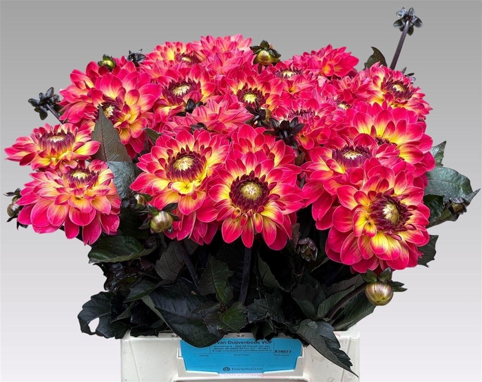 <h4>Dahlia Dancing Don</h4>