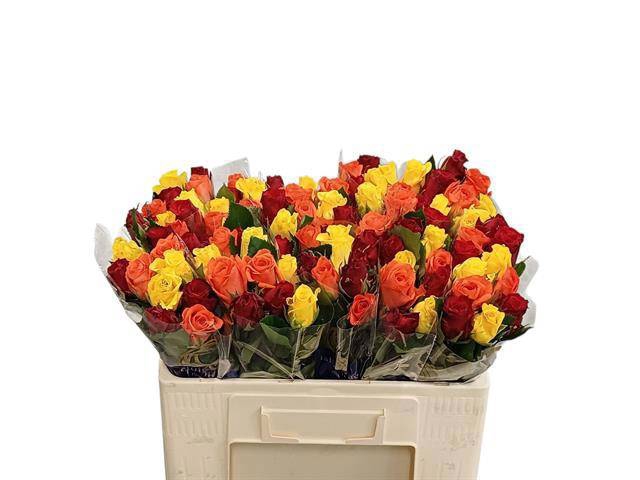 <h4>R GR GEM IN BOS</h4>