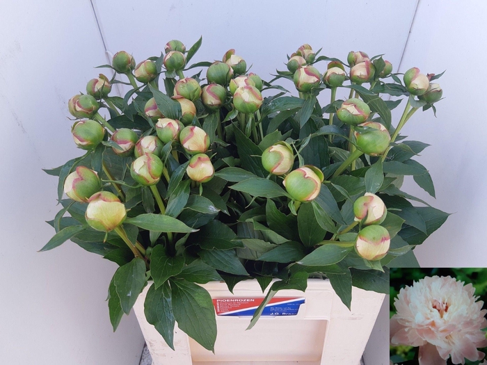 <h4>PAEO L ALERTIE</h4>