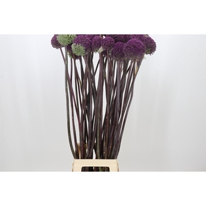 Allium Summer Drummer