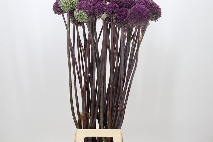 <h4>Allium Summer Drummer</h4>