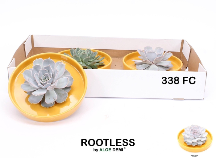 <h4>ARR SUCCULENTEN</h4>