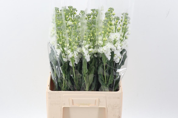 <h4>Matth Iron White</h4>