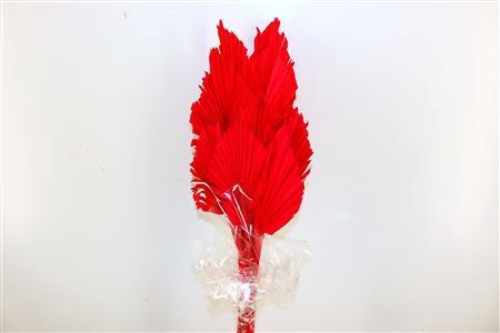 Dried Palm Spear 10pc Red Bunch