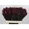 Leucadendron Saf Sunset Dark R.