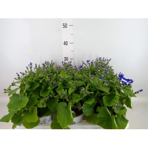 Pericallis cr. 'Senetti Violet Bic'