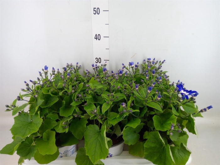 <h4>Pericallis cr. 'Senetti Violet Bic'</h4>