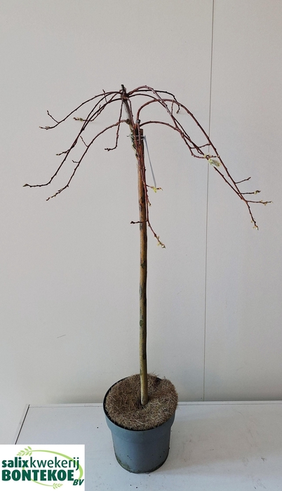 <h4>SALIX CAP KILMARNOCK</h4>