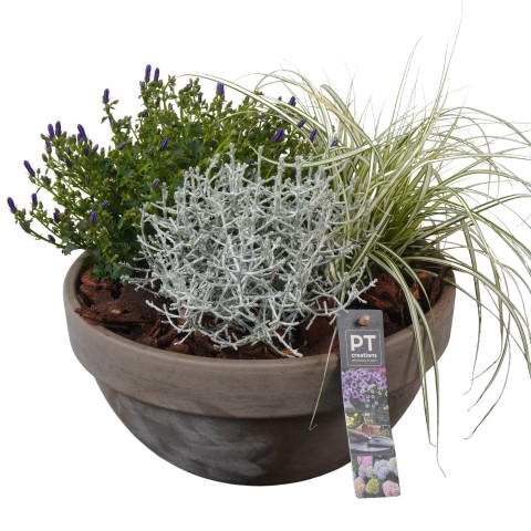 <h4>PTSO7213 Arrangementen Tuinplanten</h4>