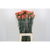 Dianthus St Arno