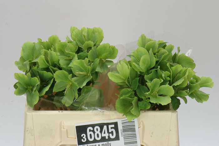 <h4>Helleborus E Molly White</h4>