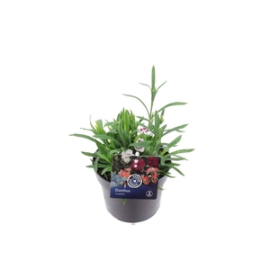 Dianthus caryophyllus Sprint Fancy White