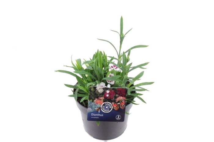 <h4>Dianthus caryophyllus Sprint Fancy White</h4>