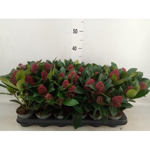 Skimmia jap. 'Rubella'