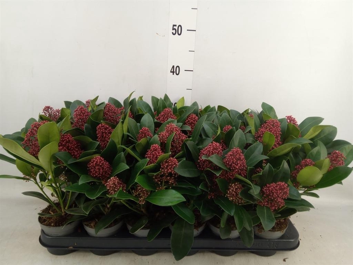 <h4>Skimmia jap. 'Rubella'</h4>